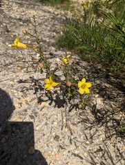 Aureolaria pedicularia