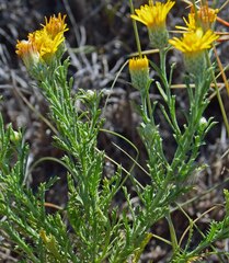 Xanthisma spinulosum