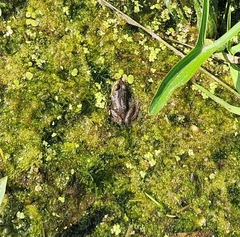 Lithobates clamitans