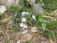 Zephyra compacta