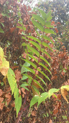 Ailanthus altissima