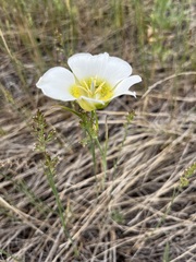 Calochortus gunnisonii