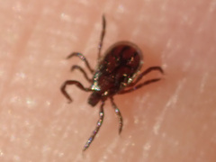 Ixodes