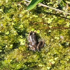 Lithobates clamitans