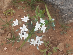 Zephyra compacta