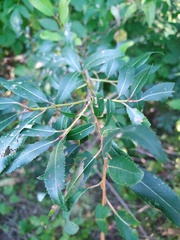 Salix triandra