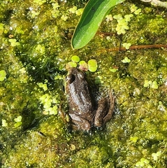 Lithobates clamitans