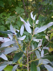 Salix triandra
