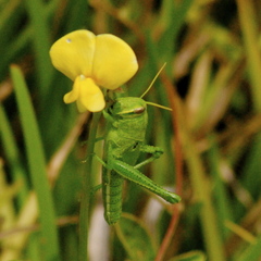 Schistocerca americana