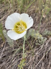 Calochortus gunnisonii
