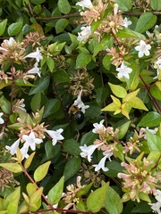 Abelia