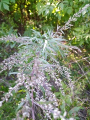 Artemisia vulgaris