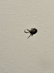 Zygiella x-notata