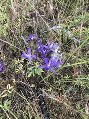 Brodiaea rosea rosea