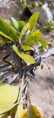 Pachylis neocalifornicus