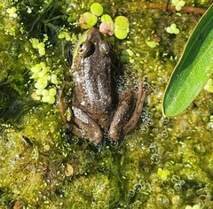 Lithobates clamitans