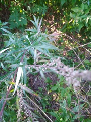 Artemisia vulgaris
