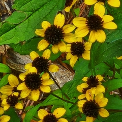 Sanvitalia procumbens