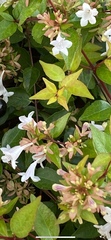 Abelia