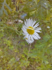 Erigeron
