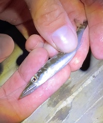 Sphyraena borealis