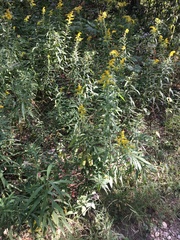 Solidago canadensis
