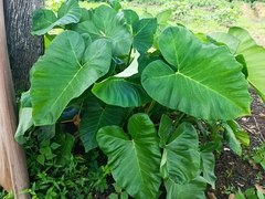 Xanthosoma sagittifolium