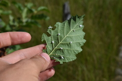 Prociphilus tessellatus