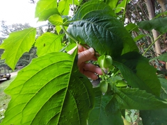Nicandra physalodes