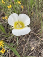 Calochortus gunnisonii
