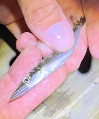 Sphyraena borealis