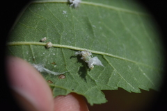 Prociphilus tessellatus