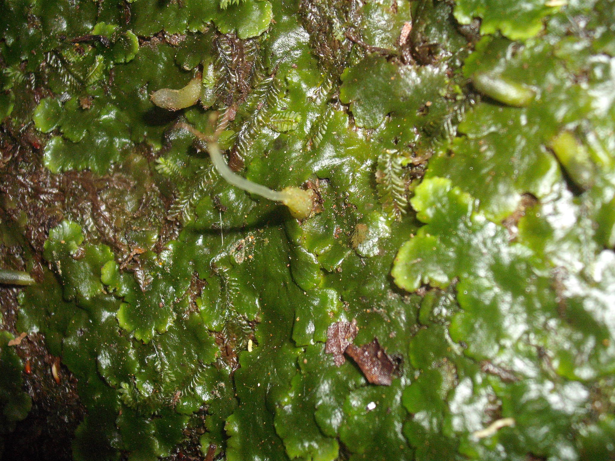 Lobatiriccardia alterniloba