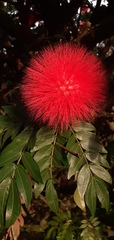Calliandra