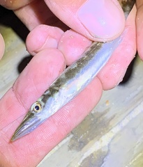 Sphyraena borealis