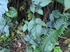 Rubus ursinus