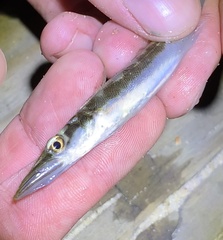 Sphyraena borealis