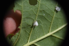 Prociphilus tessellatus