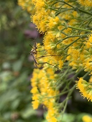 Toxorhynchites rutilus