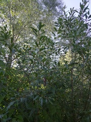 Salix triandra