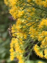 Toxorhynchites rutilus