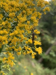 Toxorhynchites rutilus