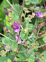Desmodium canadense