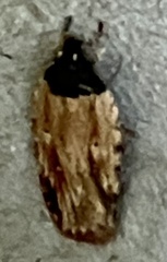Agonopterix atrodorsella