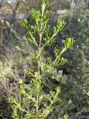 Cyanothamnus occidentalis
