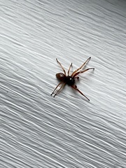 Trachelidae