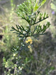 Cyanothamnus occidentalis