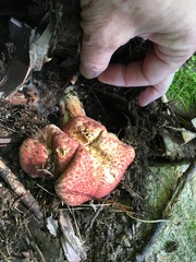 Suillus spraguei