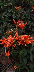 Pyrostegia