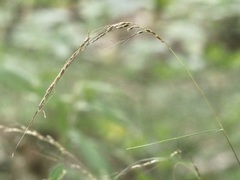 Sorghastrum elliottii